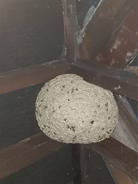 wasps nest removal council